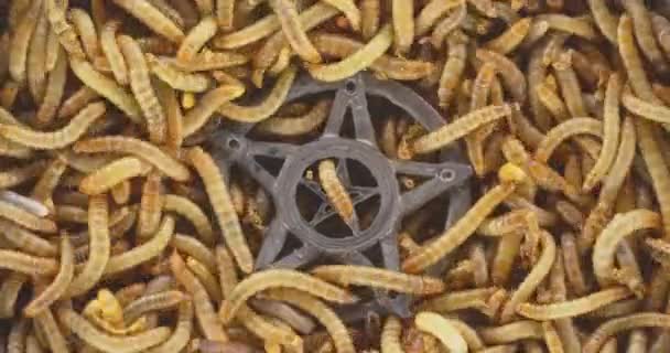 Montones de gusanos arrastrándose como textura de fondo material de primer plano — Vídeos de Stock