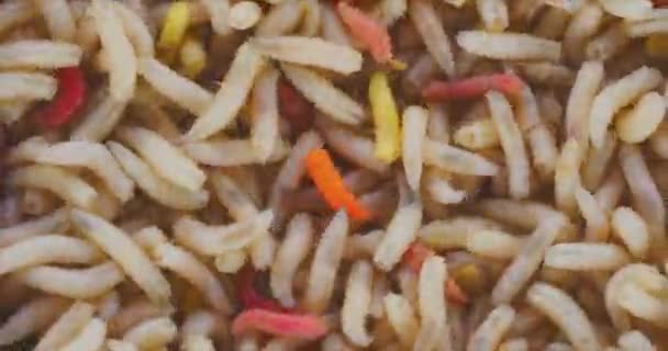 Lots of worms crawling as background texture closeup footage — Stock Footage Lots of worms crawling as background texture closeup footage Video Clip