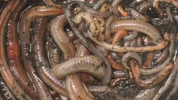 Many earthworms crawling togather closeup footage — Stock Video