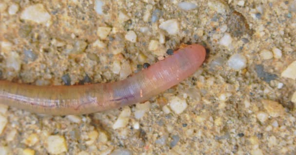 Earthworm closeup footage with bright red blood flowing through the body — Stock Video