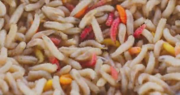 Abundância de vermes como imagem de fundo textura close-up — Vídeo de Stock