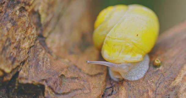 Kleine gelbe Schnecke krabbelt auf dem Baum — Stockvideo