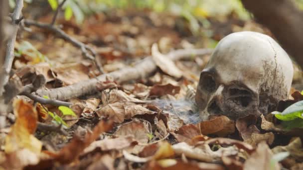 Alter Schädel auf dem Boden mit Blättern bedeckt — Stockvideo