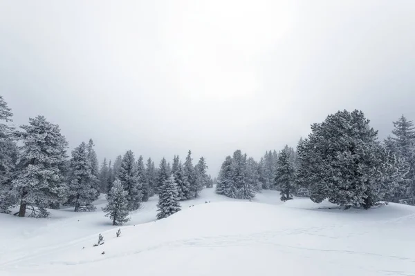 Foggy skog med vita snötäckta sluttningar — Stockfoto