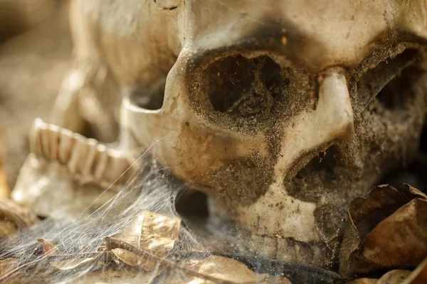 Skull of a dead man in on the ground — Stock Photo, Image