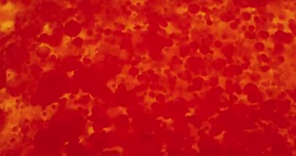 Поток красных кровяных телец в светящихся кадрах крупного плана плазмы — стоковое видео