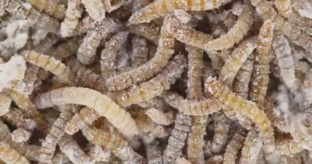 Abundance of worms as background texture closeup footage — Stock Footage Abundance of worms as background texture closeup footage Stock Video