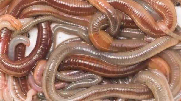 Many earthworms crawling togather closeup footage — Stock Video