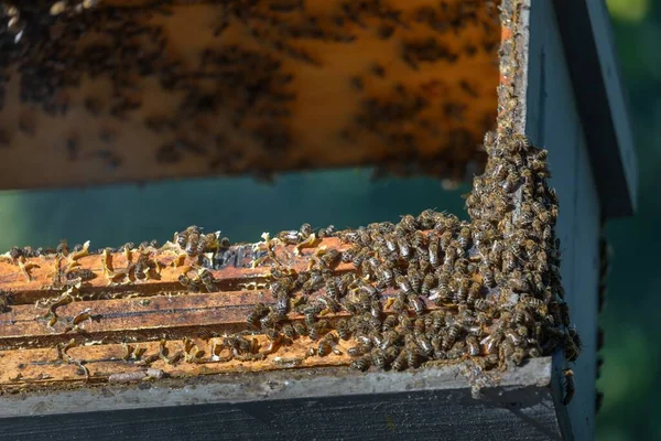 Honigbienen auf einem Bienenstock — Stockfoto