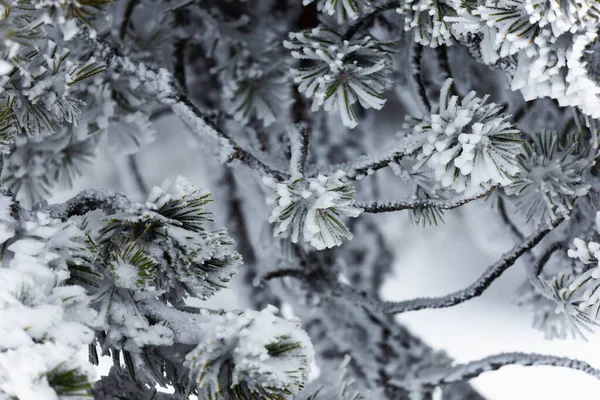 Rama de árboles cubierta por nieve pura —  Fotos de Stock