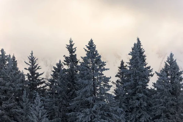 Mist bedekt bomen in de bergen — Stockfoto