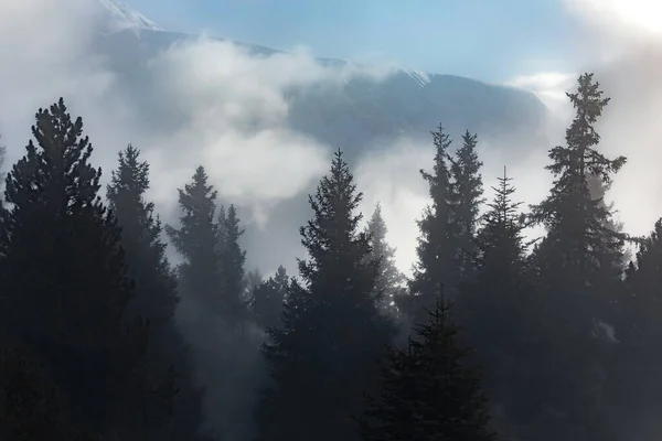 Mist covered trees in the mountains — Stock Photo, Image