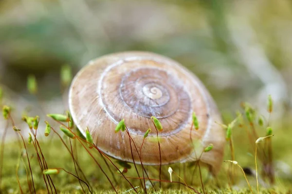 Snail shell on ground level macro photo