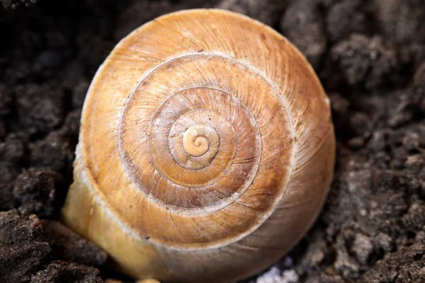 Coquille d'escargot au niveau du sol macro photo — Photo