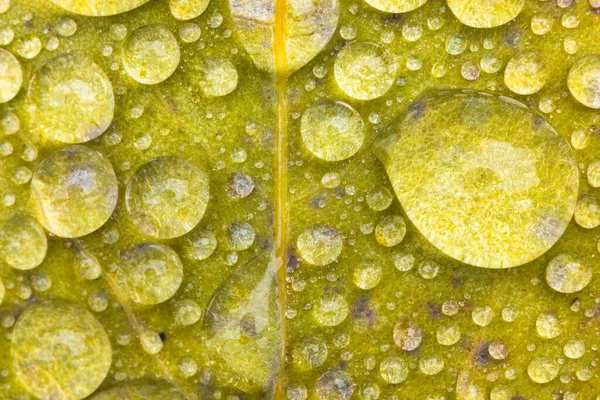 Folha no chão coberta com gotas de chuva — Fotografia de Stock