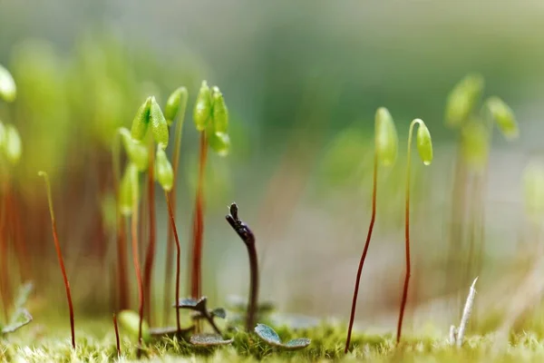 Malá rostlina mechu na zemi se selektivním zaměřením — Stock fotografie