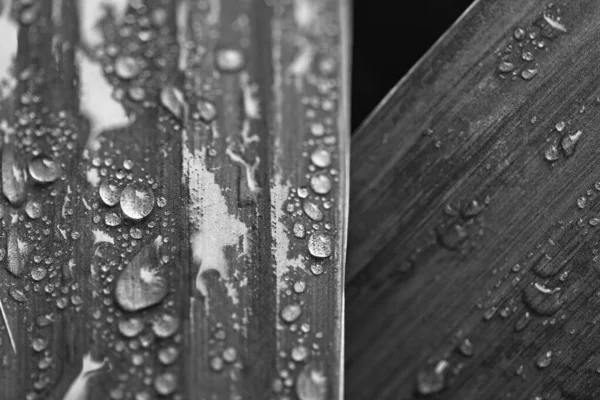 Leaf on ground covered with raindrops — Stock Photo, Image