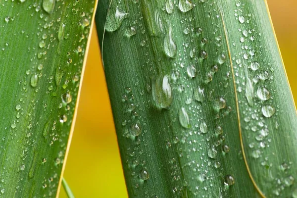 Leaf on ground covered with raindrops — Stock Photo, Image