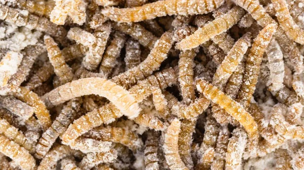 Many earthworms crawling together closeup photo — Stock Photo, Image