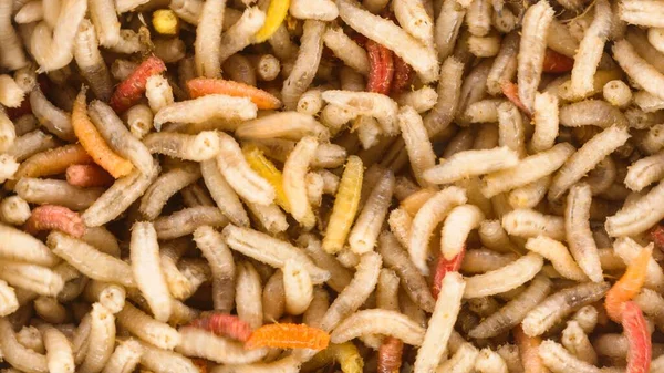 Many earthworms crawling together closeup photo — Stock Photo, Image