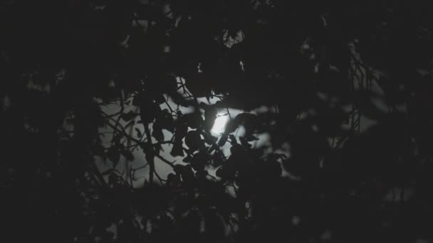 Luz de luna en el fondo de algunos árboles — Vídeo de stock
