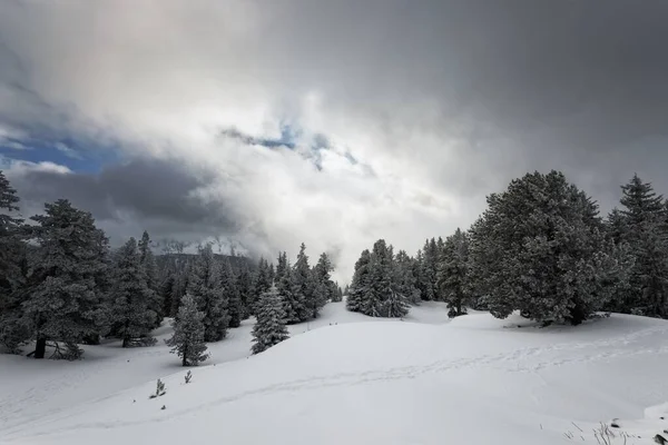 Bosque brumoso con pistas cubiertas de nieve blanca —  Fotos de Stock