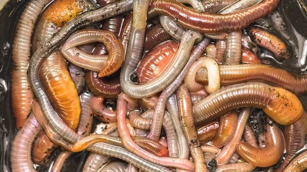 Many earthworms crawling together closeup photo — Stock Photo, Image