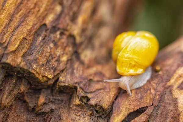 Schnecke auf Ast Nahaufnahme Foto — Stockfoto