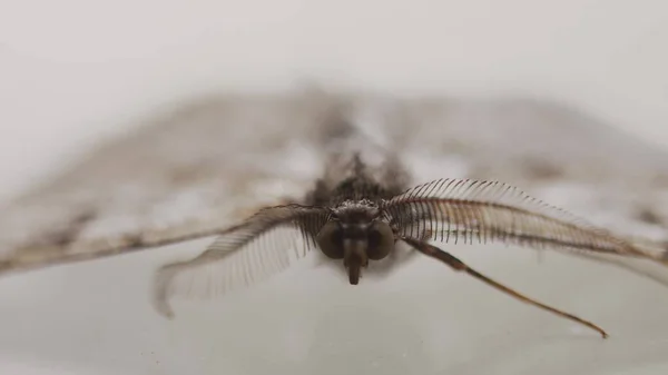 Close Footage Moth Glass — Stock Photo, Image