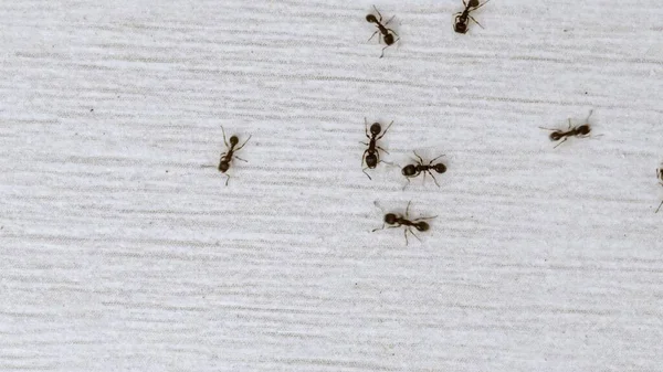 Formigas Vagando Chão Procura Comida Imagens Perto — Fotografia de Stock