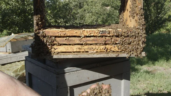 蜜でいっぱいの蜂の巣のクラスター — ストック写真