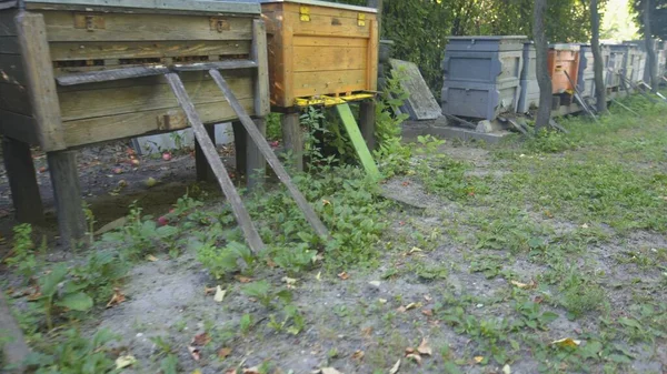 Abejas Miel Racimo Colmenas Lleno Néctar — Foto de Stock