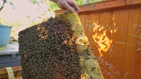 Honey Bees Hive Cluster Full Nectar — Stock Photo, Image