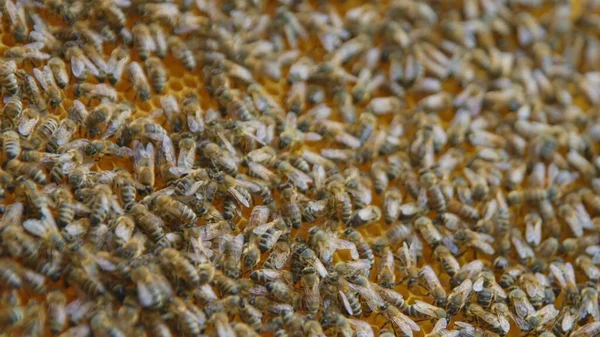 Honingbijen Een Bijenkorf Vol Nectar — Stockfoto