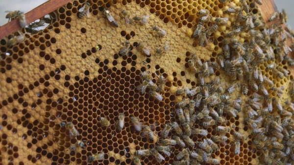 Honigbienen Auf Einem Bienenstock Voller Nektar — Stockfoto