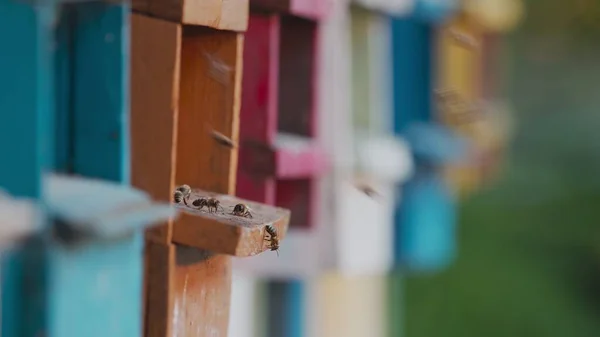 Honigbienen Auf Einem Bienenstock Voller Nektar — Stockfoto