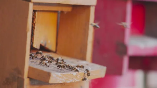 Honigbienen Auf Einem Bienenstock Voller Nektar — Stockfoto