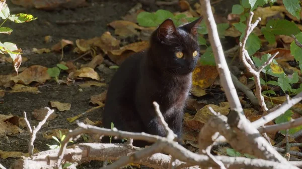 Joven Gato Aire Libre Cerca Material Archivo — Foto de Stock