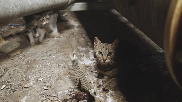 Verirrte Katze Industriellen Innenraum Aus Nächster Nähe — Stockfoto