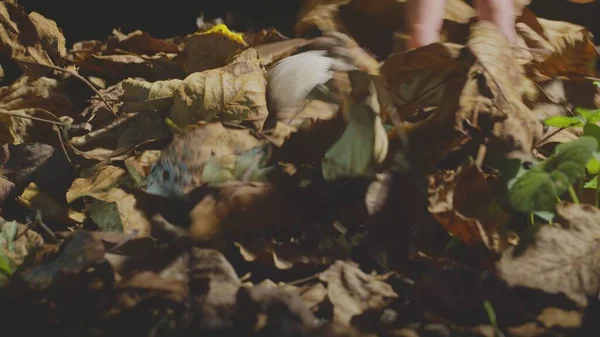 Finding Human Skull Forest Night Closeup Footage — Stock Photo, Image