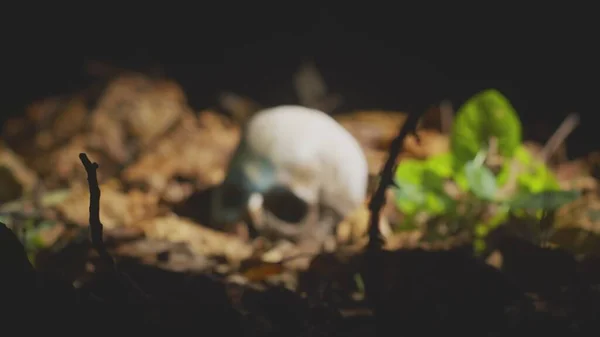 Het Vinden Van Menselijke Schedel Het Bos Nachts Close Beelden — Stockfoto