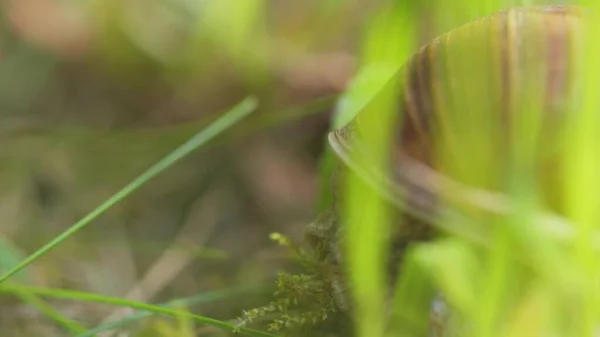 Schnecke Auf Dem Boden Nahaufnahme Foto — Stockfoto