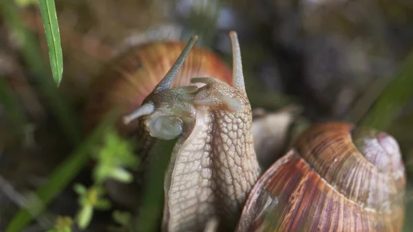 Snail on ground level closeup photo