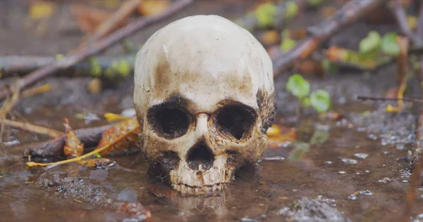 Old Skull Ground Covered Leaves Closeup Footage — Stock Photo, Image