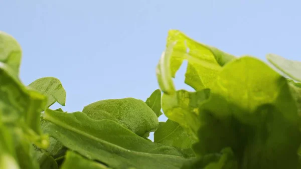 Green Rucola Leaves Camera Motion Closeup Footage — Stock Photo, Image