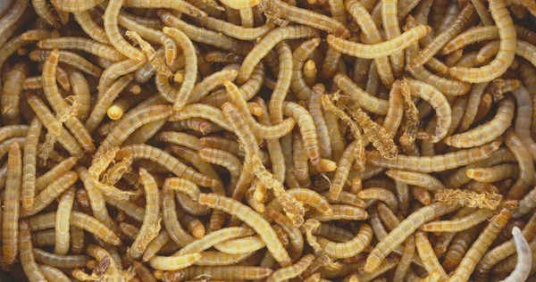 Überfluss Würmern Als Hintergrundtextur Nahaufnahme — Stockfoto