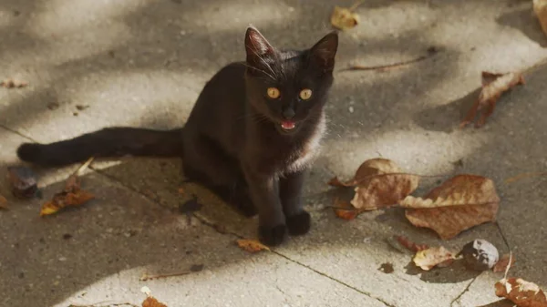 Joven Gato Aire Libre Cerca Material Archivo — Foto de Stock