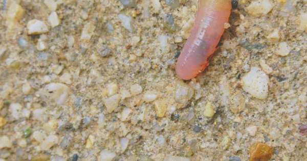 Gusano Tierra Cerca Imágenes Con Sangre Roja Brillante Que Fluye —  Fotos de Stock