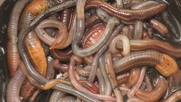 Many Earthworms Crawling Togather Close Footage — Stock Photo, Image
