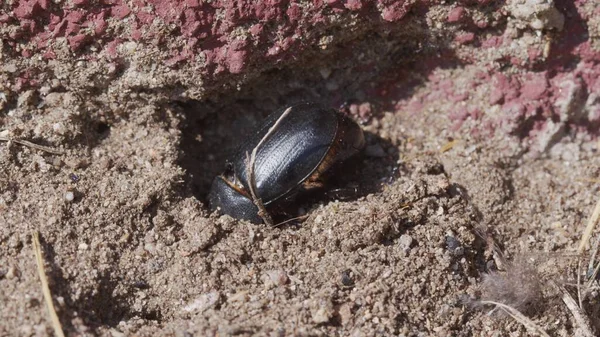 地面の上に大きなカブトムシの映像 — ストック写真